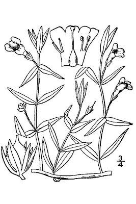 Golden hedge-hyssop