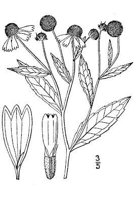 H�l&eacute;nie automnale