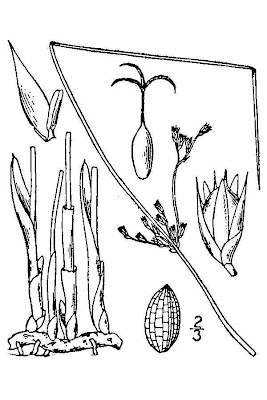 Juncus arcticus ssp. littoralis,
mountain rush