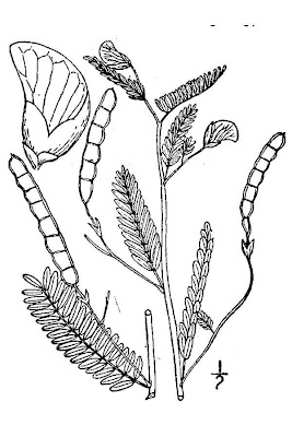 Indian Joint-vetch