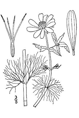Beck's water-marigold Beck's water-marigold