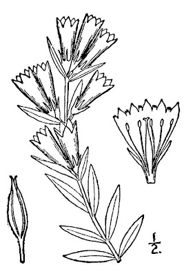 Pleated Gentian