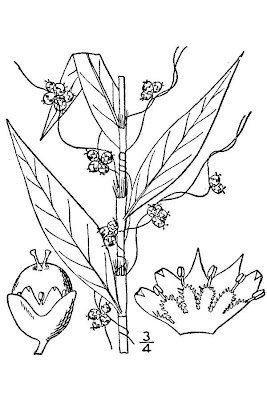 Fiveangle dodder Fiveangle dodder