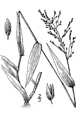 Variable Panicgrass