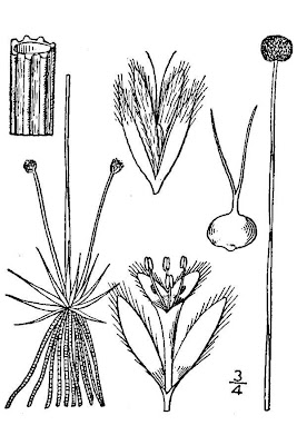 Estuary pipewort Estuary pipewort
