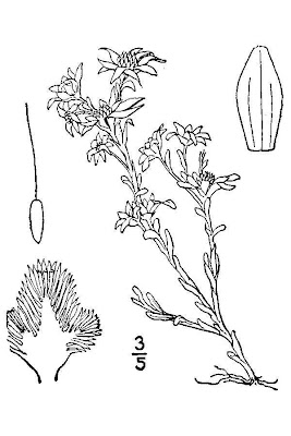 Bighead pygmycudweed Bighead pygmycudweed