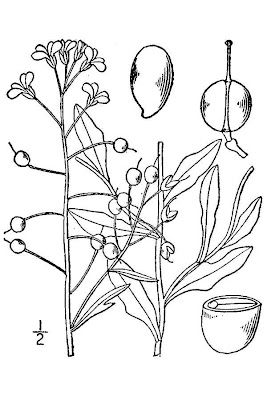 Spreading Bladderpod