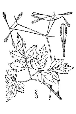 Blunt-fruit sweet-cicely Blunt-fruit sweet-cicely