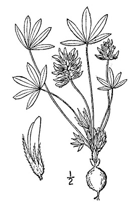 Subterranean Indian Breadroot