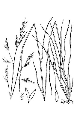 Little Ricegrass