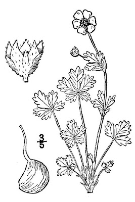 Spring Cinquefoil