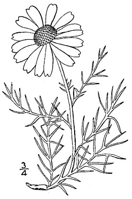 False mayweed False mayweed
