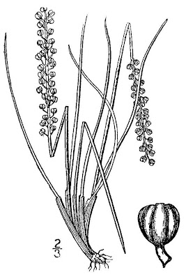Three-rib Arrowgrass