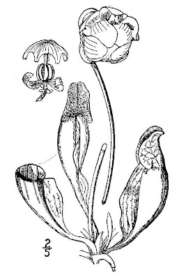 Common Pitcherplant