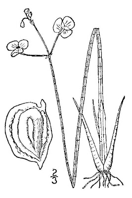 Quill-leaf Sagittaria