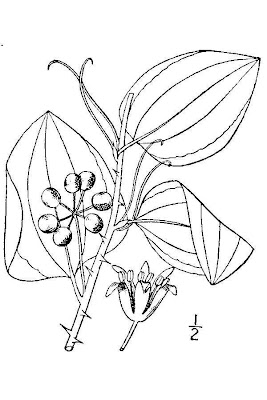 Wild Sarsaparilla