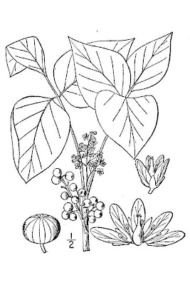Eastern Poison Ivy Eastern Poison Ivy