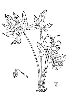 Early blue violet