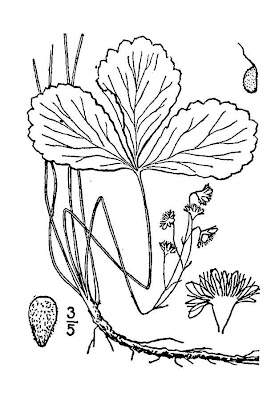 Waldsteinia fragarioides ssp. doniana,
Appalachian barren strawberry