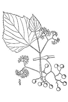 Heart-leaf Ampelopsis