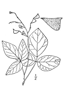 Fewflowered tickclover Fewflowered tickclover