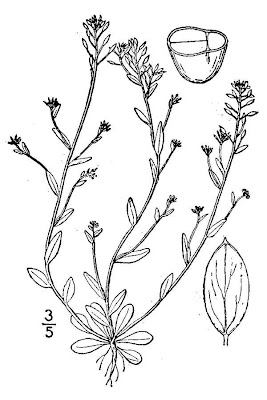 Draba brachycarpa,
Short Pod Whitlow Grass,
short-pod Whitlowgrass,
shortfruited draba,
shortpod draba
