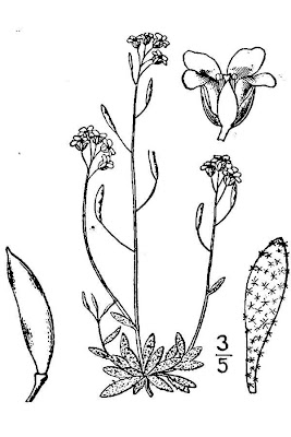 Draba nivalis,
snow draba,
yellow arctic draba,
Yellow Arctic Whitlow Grass