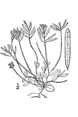Draba reptans,
Carolina draba,
Carolina Whitlow Grass,
Carolina whitlow-grass,
Carolina whitlowgrass,
creeping draba