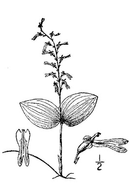 Auricled twayblade Auricled twayblade