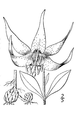 Carolina lily Carolina lily