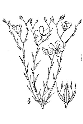 Stiffstem Flax