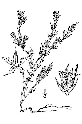 Spreading Pygmyleaf