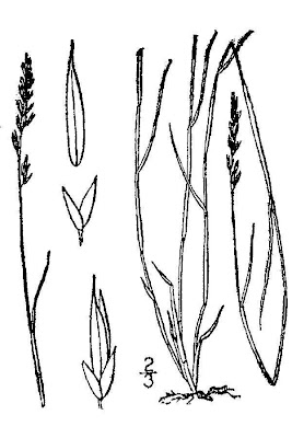 Plains Muhly