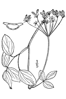 Taenidia montana,
mountain pimpernel
