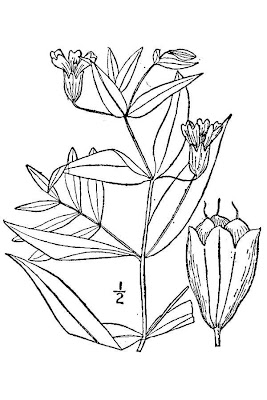 Evening lychnis