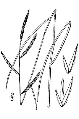 Salt Meadow Cord Grass
