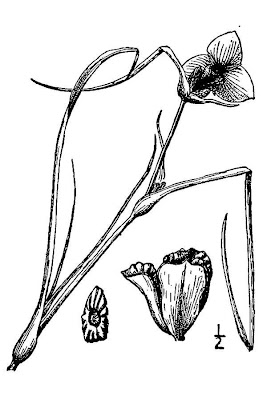 Western Spiderwort Western Spiderwort
