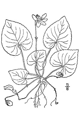 Large-leaf White Violet