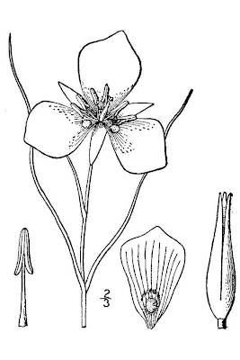 Sego-lily