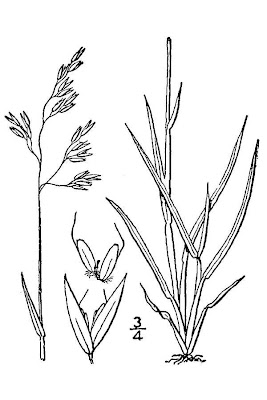 Vahlodea atropurpurea,
mountain hairgrass