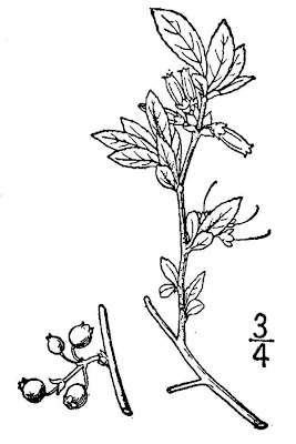 Vaccinium tenellum,
small black blueberry