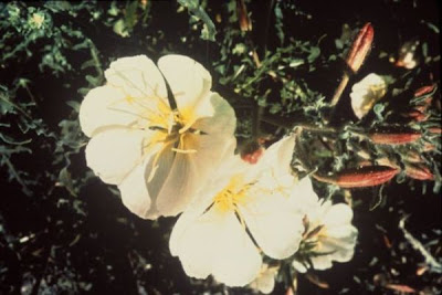 Birdcage eveningprimrose