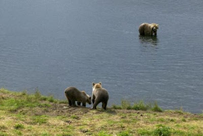 Brown Bear Brown Bear