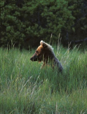 Brown Bear Brown Bear