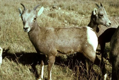 Borrego cimarr�n