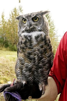Bubo virginianus,
Búho cornudo,
grand-duc d'Amérique,
Great Horned Owl Bubo virginianus,
Búho cornudo,
grand-duc d'Amérique,
Great Horned Owl