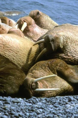 Odobenus rosmarus,
morse,
Walrus