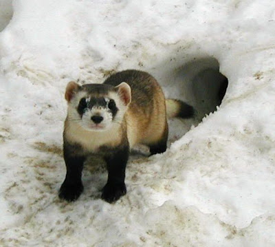 Black-footed Ferret Black-footed Ferret