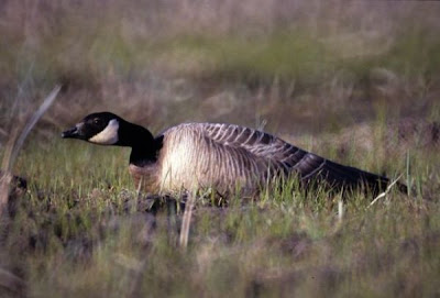 Branta canadensis minima Branta canadensis minima