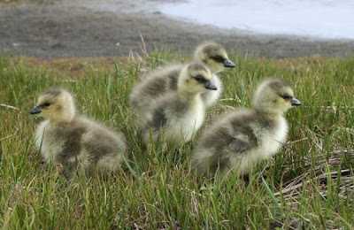 Branta canadensis minima Branta canadensis minima